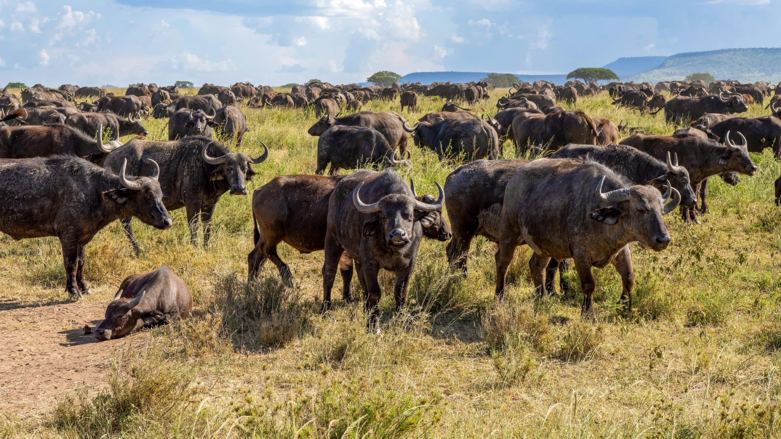 Maasai Mara safari
