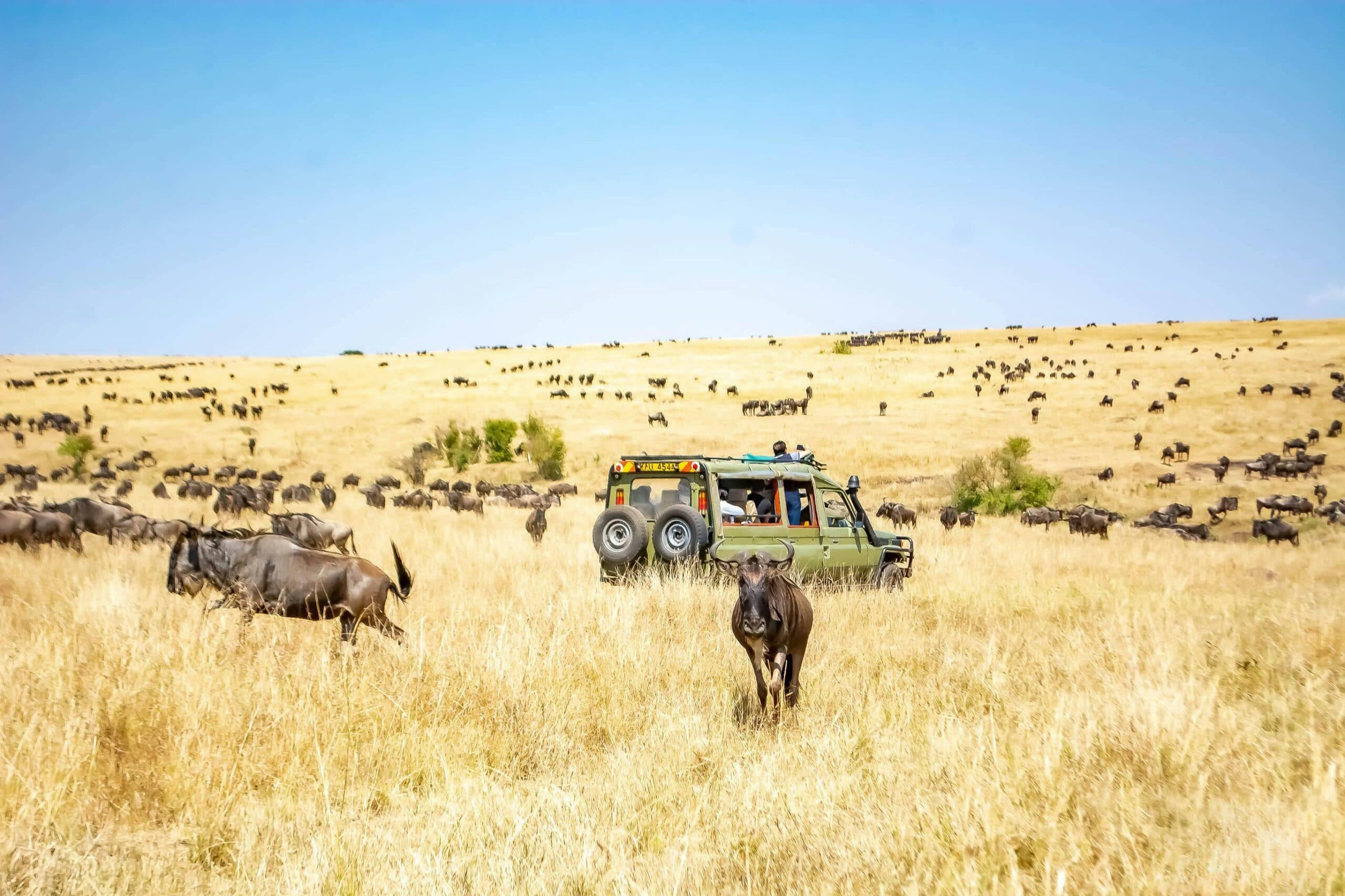 Maasai Mara safari