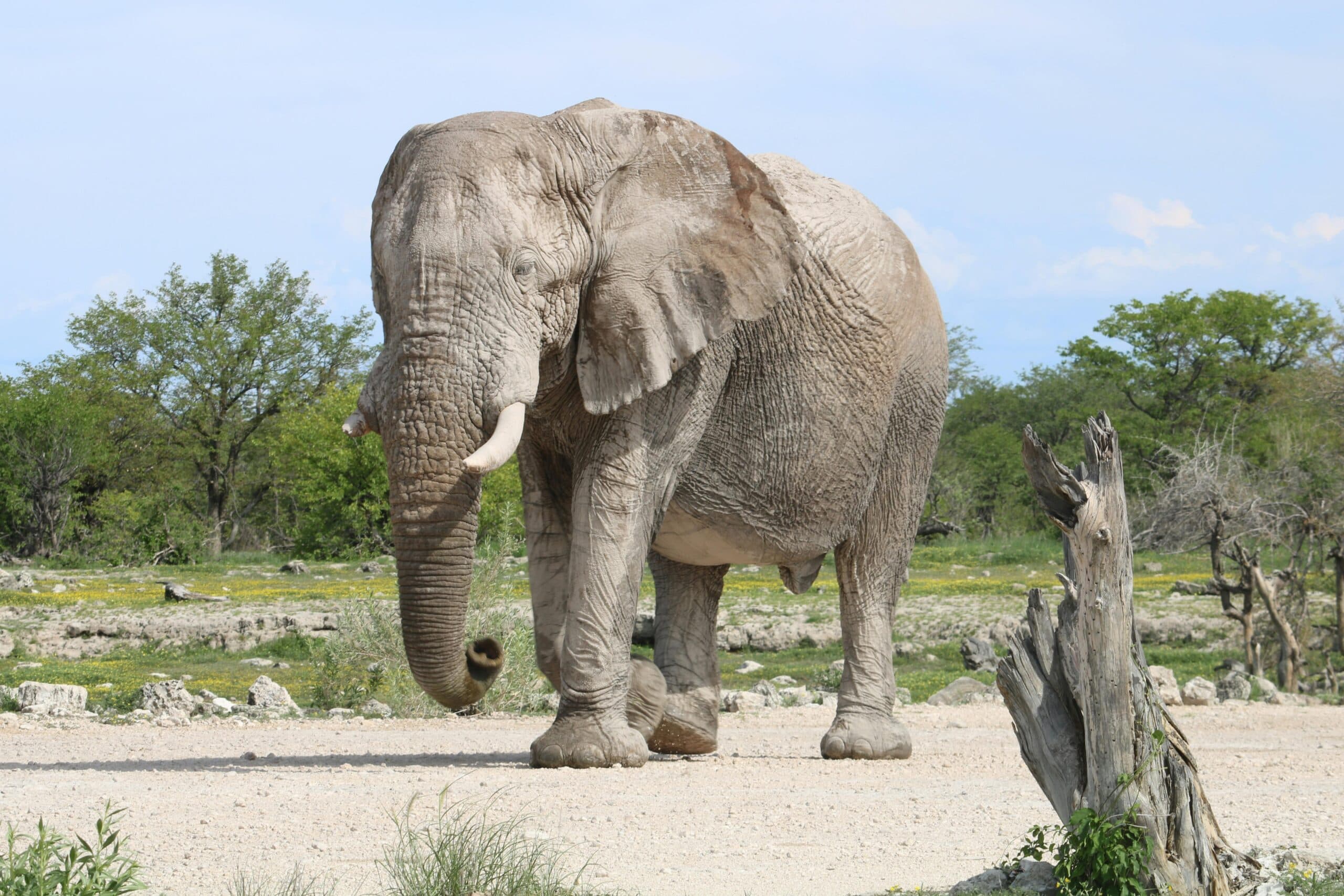 Amboseli National Park