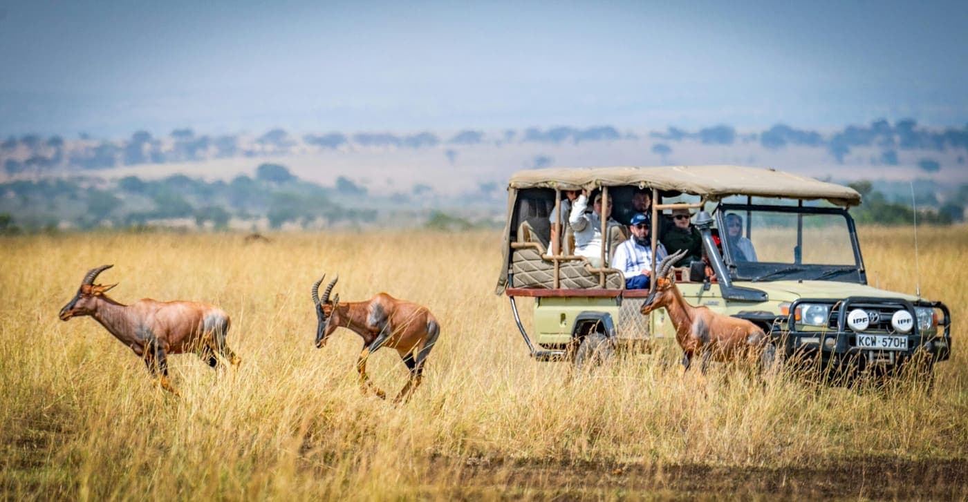 A game-drive vehicle pausing on the grass as a topi bounds past